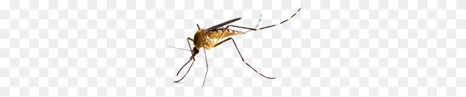 Mosquito, Animal, Insect, Invertebrate Free Png