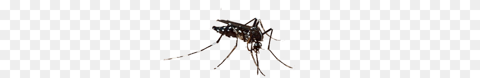 Mosquito, Animal, Insect, Invertebrate, Bow Free Png