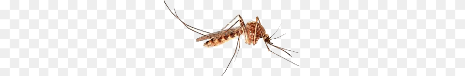 Mosquito, Animal, Insect, Invertebrate Free Png Download