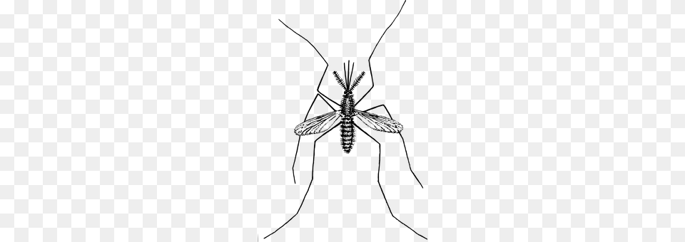 Mosquito Gray Free Png Download