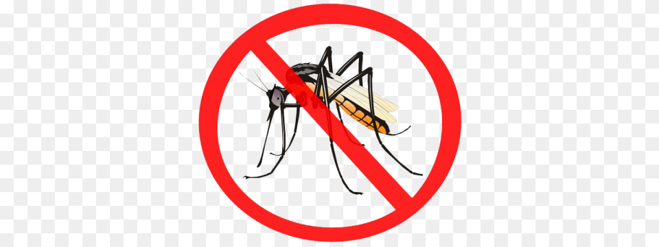 Mosquito, Animal, Insect, Invertebrate, Disk Free Transparent Png