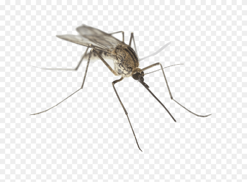Mosquito, Animal, Insect, Invertebrate Free Png Download