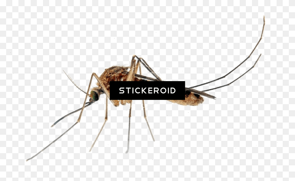 Mosquito, Animal, Insect, Invertebrate, Spider Free Png