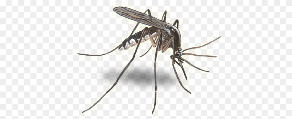 Mosquito, Animal, Insect, Invertebrate Free Png Download