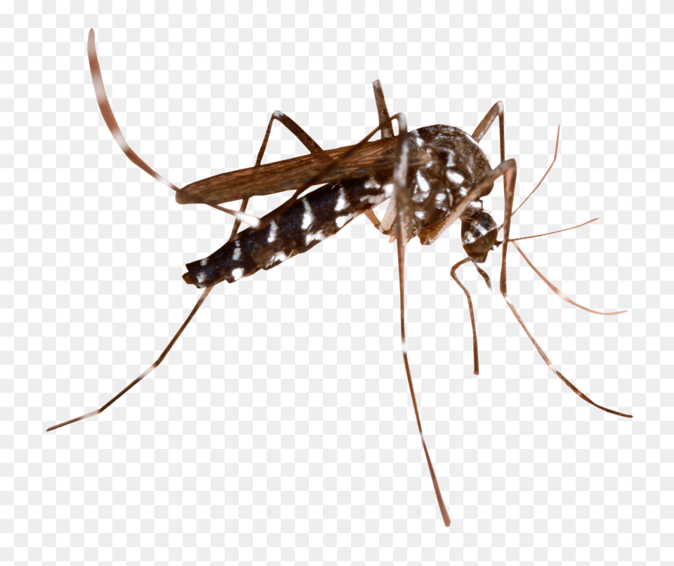 Mosquito, Animal, Insect, Invertebrate Png Image
