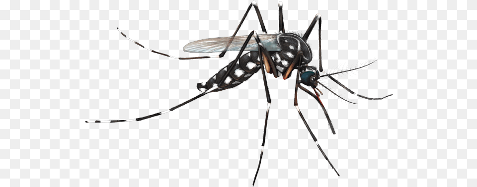 Mosquito Aedes Aegypti Mosquito, Animal, Insect, Invertebrate Png Image