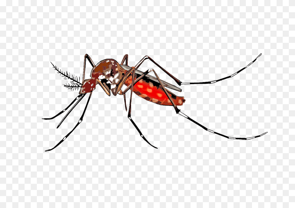 Mosquito Borne Disease Dengue Fever Wolbachia Insect, Animal, Invertebrate, Spider Free Png Download