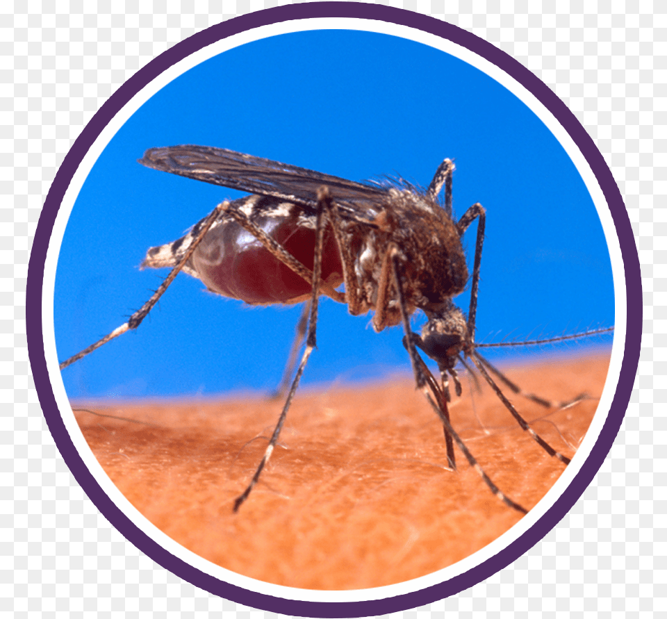 Mosquito Circle Most Dangerous Animals In Thailand, Animal, Insect, Invertebrate Free Transparent Png