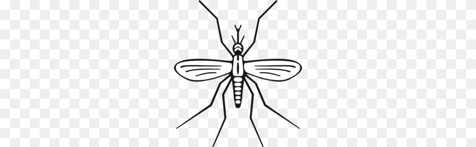 Mosquito Clip Art, Animal, Insect, Invertebrate Free Png Download