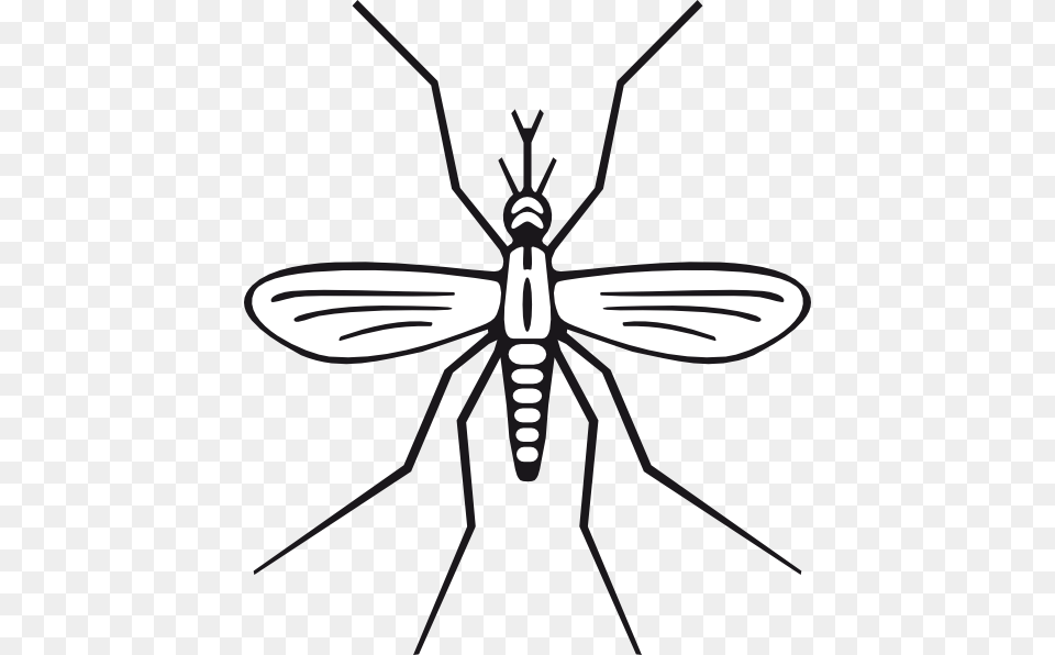 Mosquito Clip Art Mosquito, Animal, Insect, Invertebrate Png