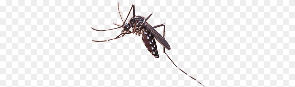 Mosquito Clip Art Royalty Library Mosquito, Animal, Insect, Invertebrate Free Transparent Png