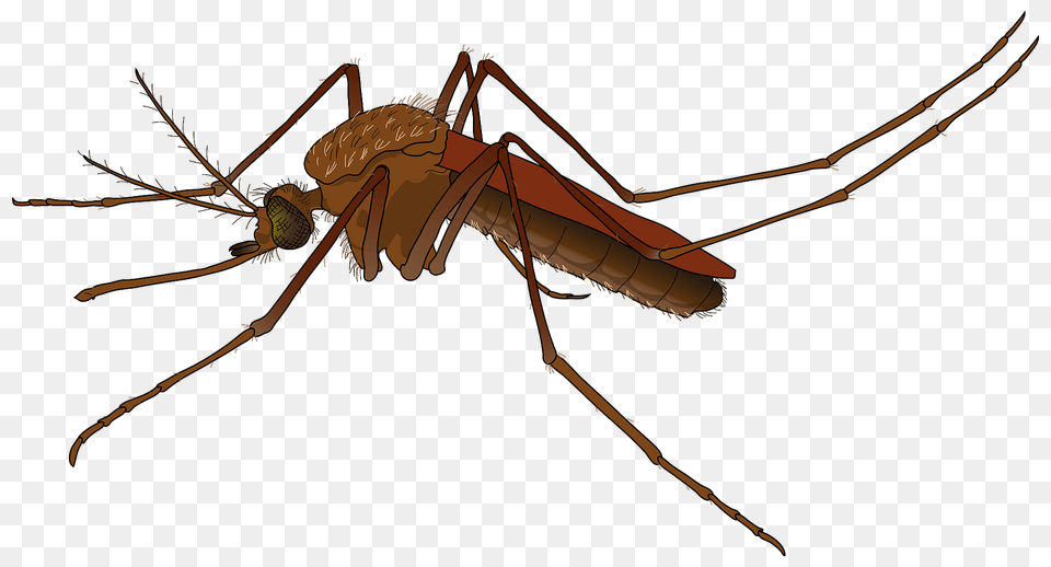 Mosquito Clipart, Animal, Insect, Invertebrate, Spider Free Png Download