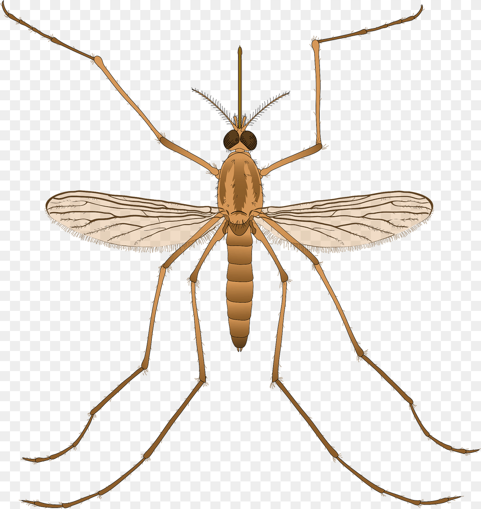Mosquito Clipart, Animal, Invertebrate, Spider, Insect Free Transparent Png
