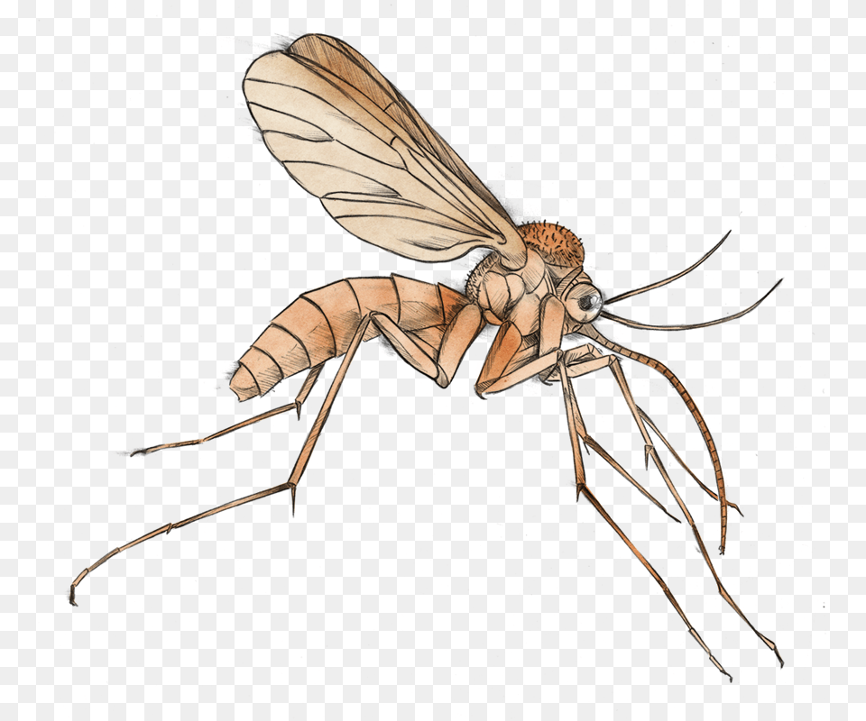 Mosquito Clipart, Animal, Insect, Invertebrate Png Image