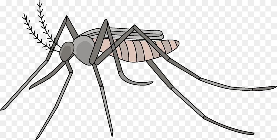 Mosquito Clipart, Animal, Insect, Invertebrate, Bow Png Image