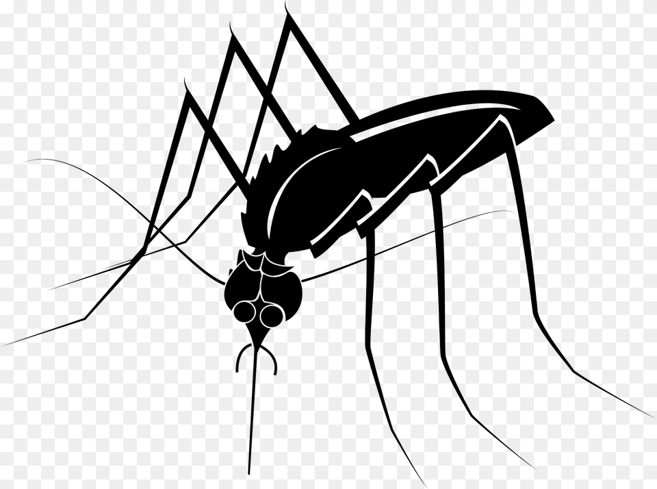 Mosquito Clipart, Animal, Insect, Invertebrate, Fish Free Png