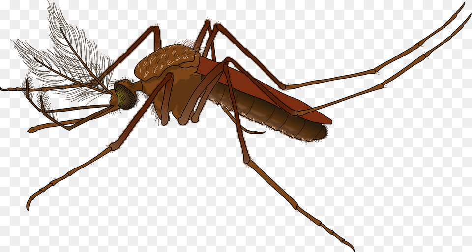 Mosquito Clipart, Animal, Insect, Invertebrate, Bow Free Png Download