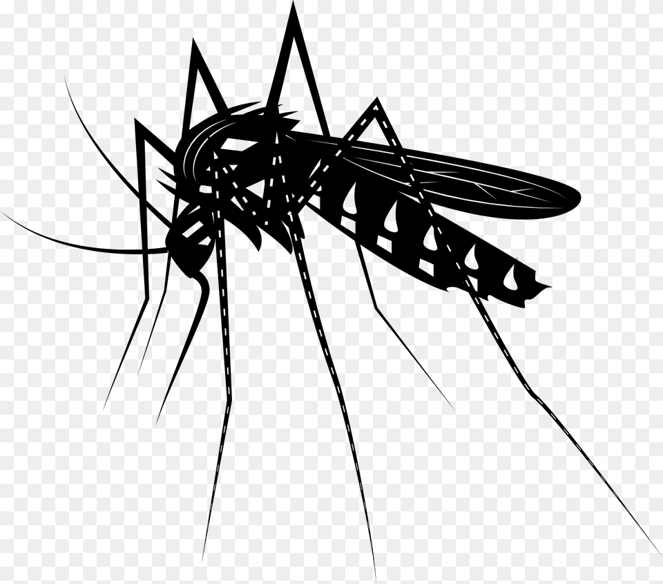 Mosquito Clipart, Animal, Insect, Invertebrate Free Png