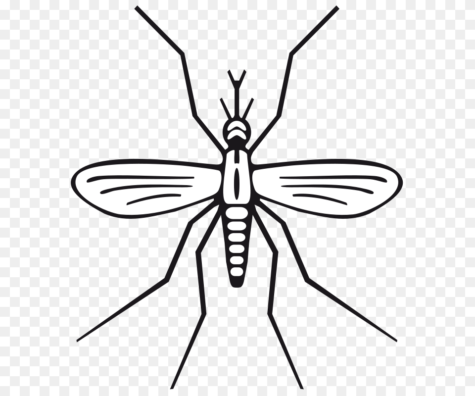 Mosquito Clipart, Animal, Insect, Invertebrate Png Image