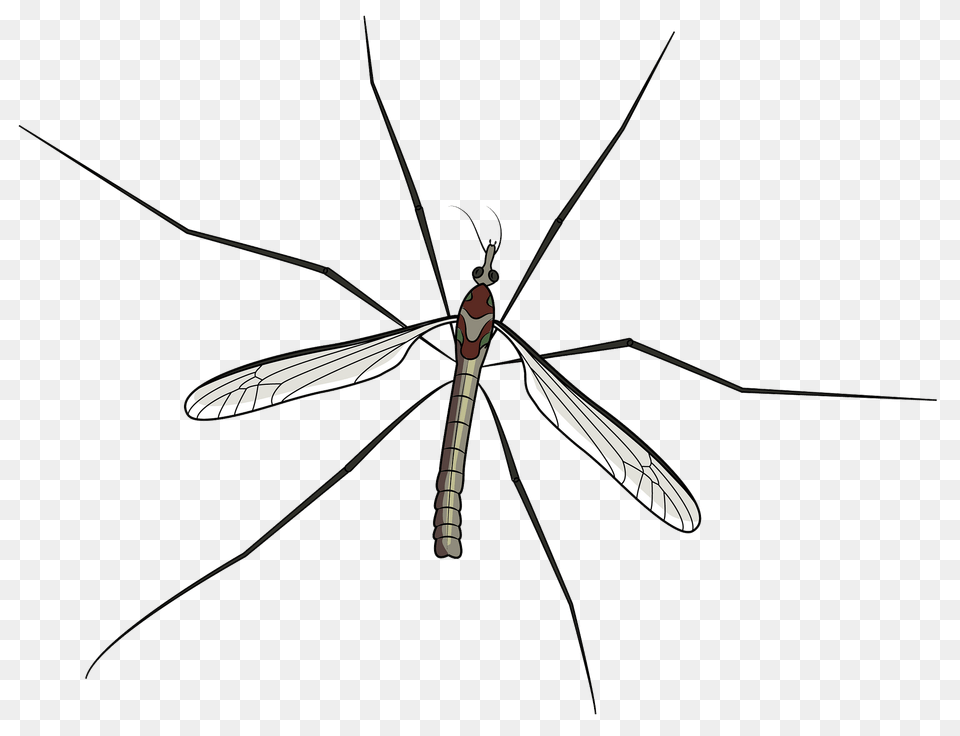Mosquito Clipart, Animal, Insect, Invertebrate, Spider Free Png