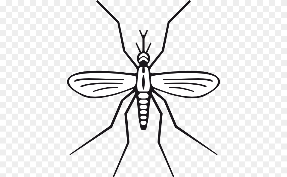 Mosquito Clipart, Animal, Insect, Invertebrate Free Transparent Png