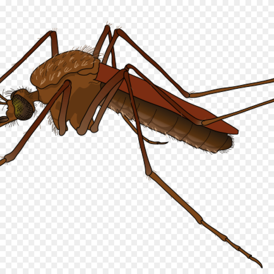 Mosquito Clipart Clipart Download, Animal, Insect, Invertebrate, Bow Free Transparent Png