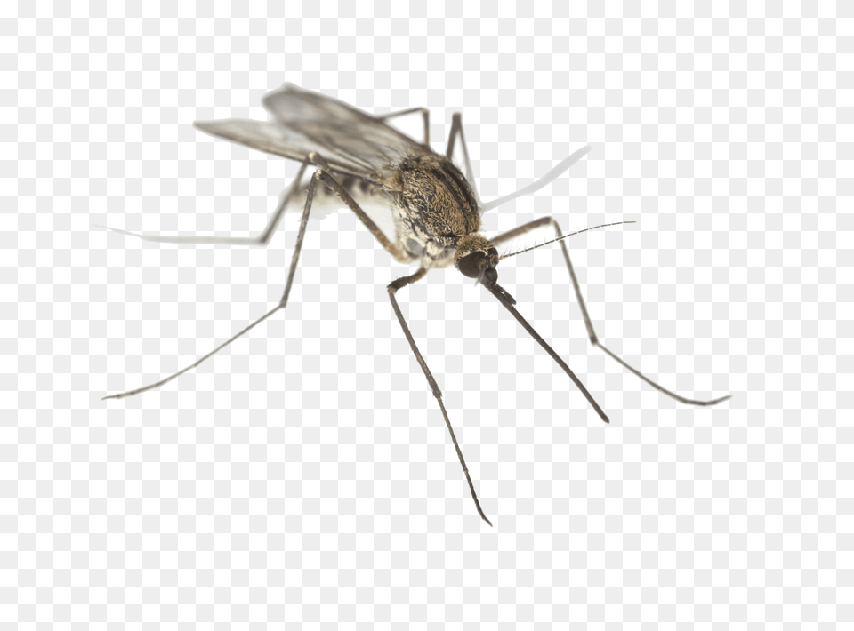 Mosquito Close Up, Animal, Insect, Invertebrate Png Image