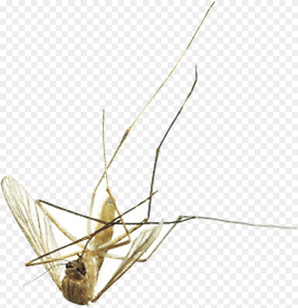 Mosquito Dead Mosquito, Animal, Plant, Insect, Invertebrate Free Png