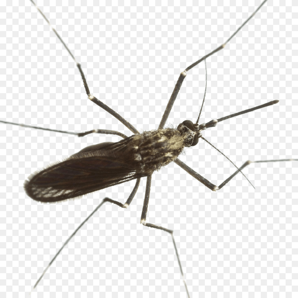 Mosquito Download Arts, Animal, Insect, Invertebrate Free Transparent Png
