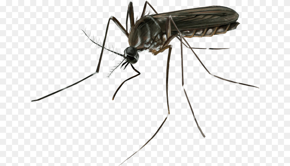 Mosquito Download Mosquito, Animal, Insect, Invertebrate Free Png