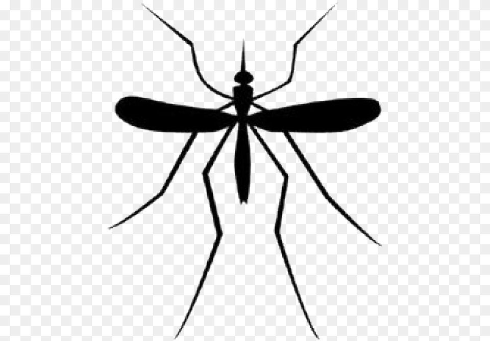 Mosquito Download Mosquitos Logo, Animal, Insect, Invertebrate, Cross Png