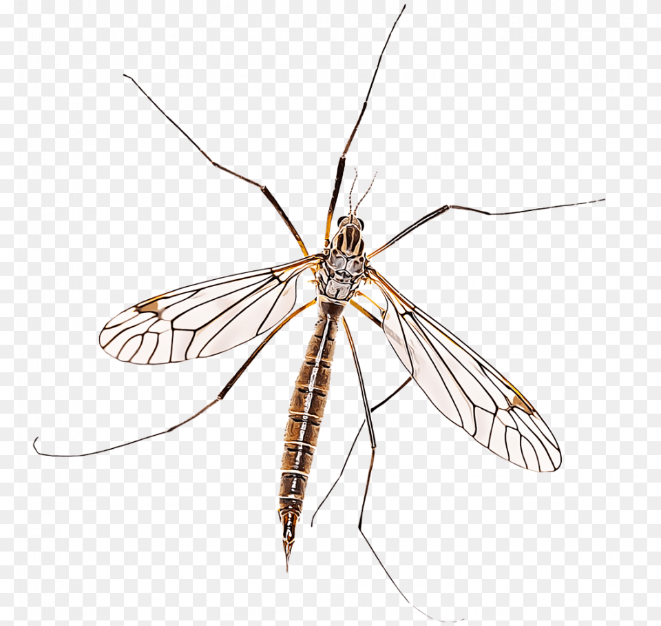 Mosquito Drawing Step By A Cartoon Blood Crane Fly, Animal, Insect, Invertebrate Free Transparent Png