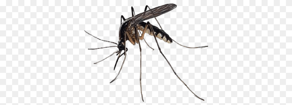 Mosquito Free Download, Animal, Insect, Invertebrate, Spider Png Image