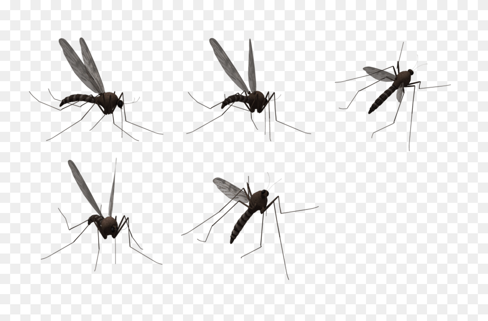 Mosquito Hd, Animal, Insect, Invertebrate, Bee Free Png Download