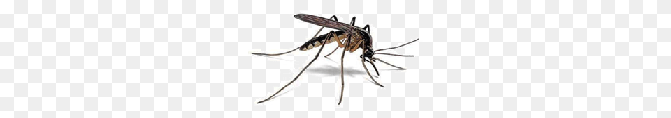 Mosquito Hd Mosquito Hd, Animal, Bow, Insect, Invertebrate Free Transparent Png