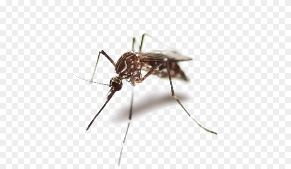 Mosquito High Quality Mosquito, Animal, Insect, Invertebrate, Spider Png Image