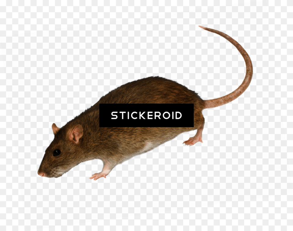 Mosquito Illustration, Animal, Mammal, Rat, Rodent Free Png