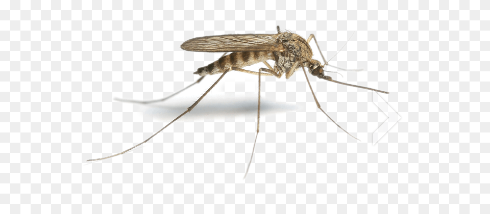 Mosquito Image, Animal, Insect, Invertebrate Png