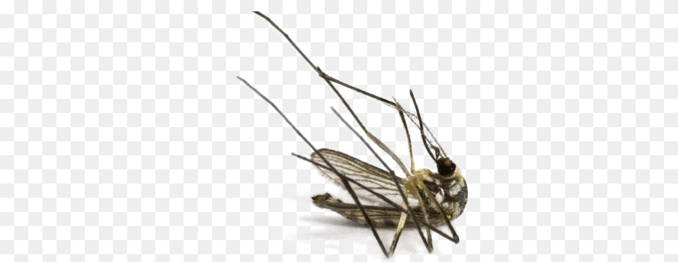 Mosquito Image Dead Mosquito, Animal, Insect, Invertebrate Free Png Download