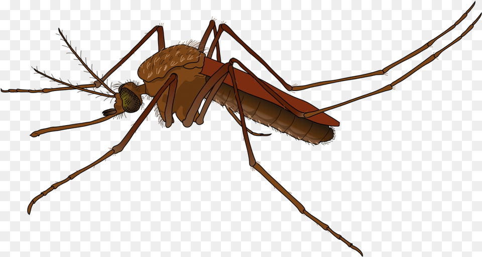 Mosquito Image Mosquito, Animal, Insect, Invertebrate Free Png Download