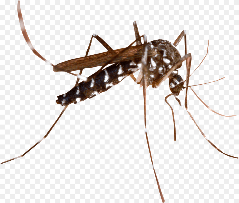 Mosquito Image Transparent Background Mosquito, Animal, Insect, Invertebrate Png