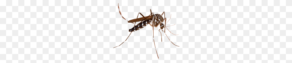 Mosquito Images, Animal, Insect, Invertebrate Free Png