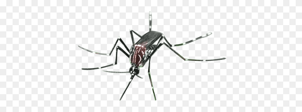 Mosquito Images, Animal, Insect, Invertebrate, Spider Free Png Download