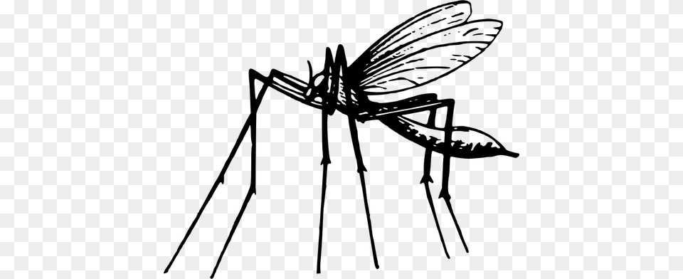 Mosquito In Black And White, Gray Free Png Download