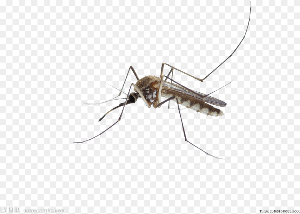 Mosquito Insect Membrane Mosquito Dibujo Fondo Transparente, Animal, Invertebrate Free Png