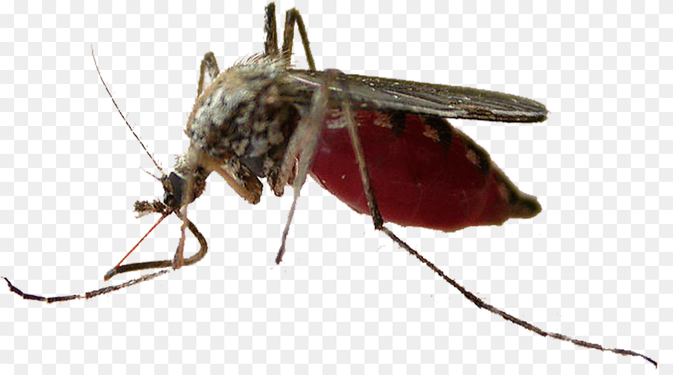 Mosquito Insect Pollinator Fly Membrane Mosquito, Animal, Invertebrate Free Png