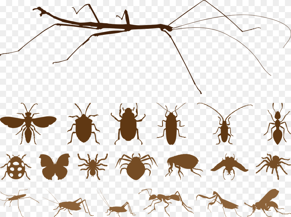 Mosquito Insect Spider Euclidean Vector Vector Insects, Animal, Invertebrate, Reptile, Sea Life Free Transparent Png