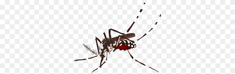 Mosquito Mosquito, Animal, Insect, Invertebrate, Bow Free Png