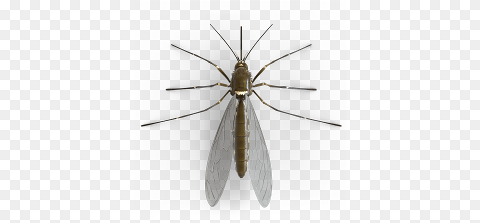 Mosquito Mosquito, Animal, Insect, Invertebrate Png