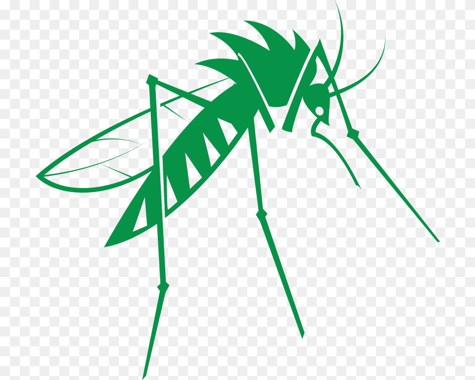 Mosquito Mosquitoes, Animal, Insect, Invertebrate Png